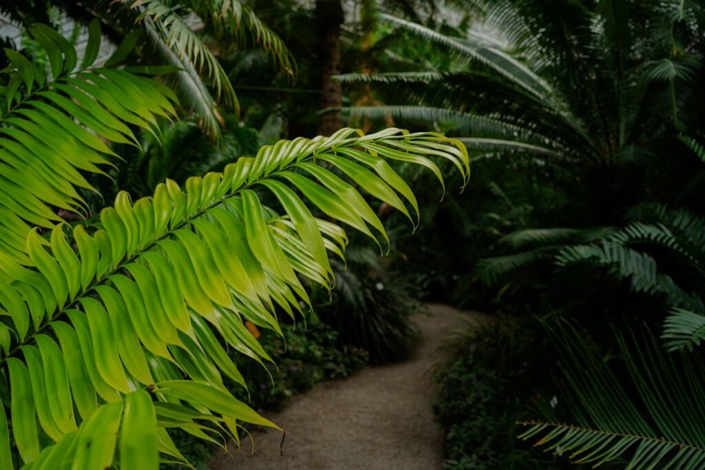 Winding path through lush green tropical plants