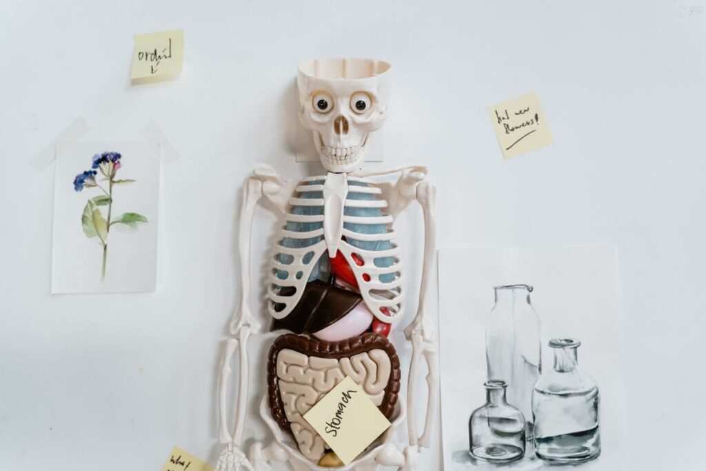 Anatomical model with notes on a white wall