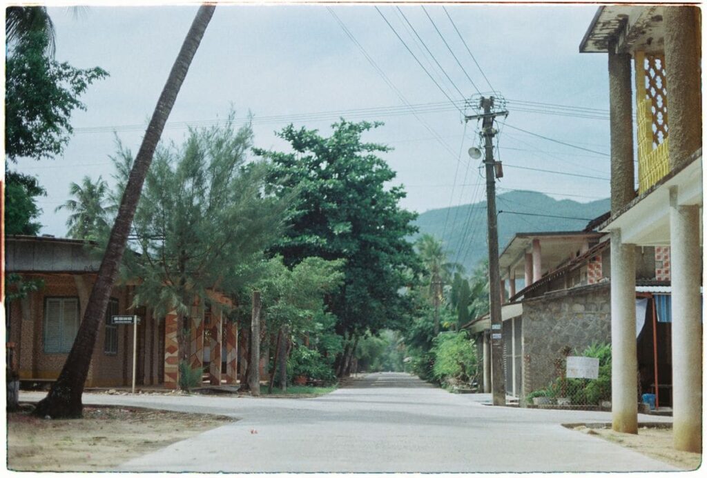 Quiet tropical street lined with trees on a sunny day