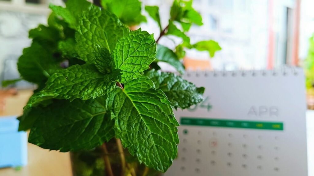 Calendar beside fresh mint leaves in a vase